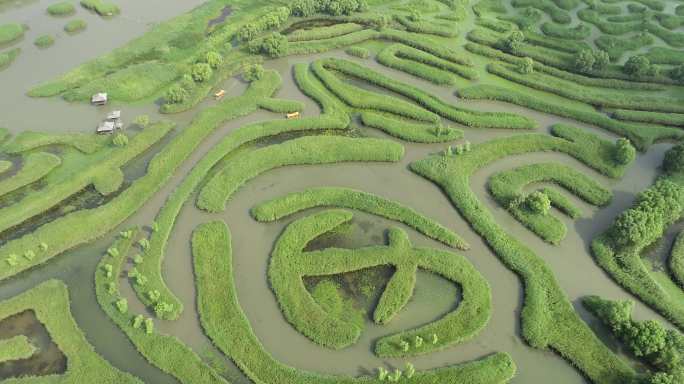 盐城大纵湖芦荡迷宫