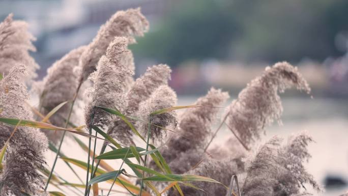 厦门 植物 芦苇 公园 五缘湾湿地公园