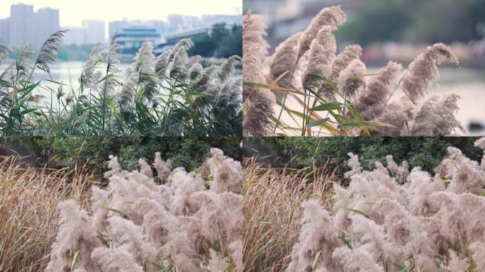 厦门 植物 芦苇 公园 五缘湾湿地公园