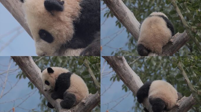 树上熊猫
