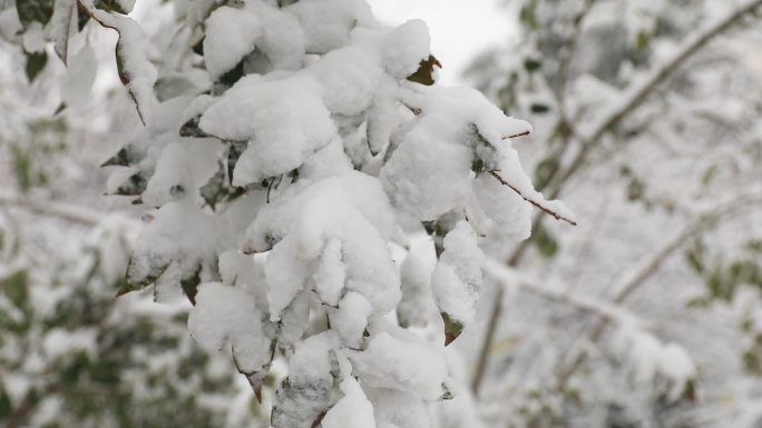 下雪  大雪  雪压树枝