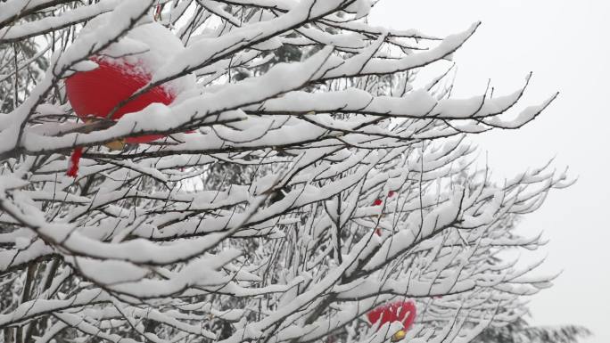 下雪 大雪 福 灯笼 幸福 雪压树枝