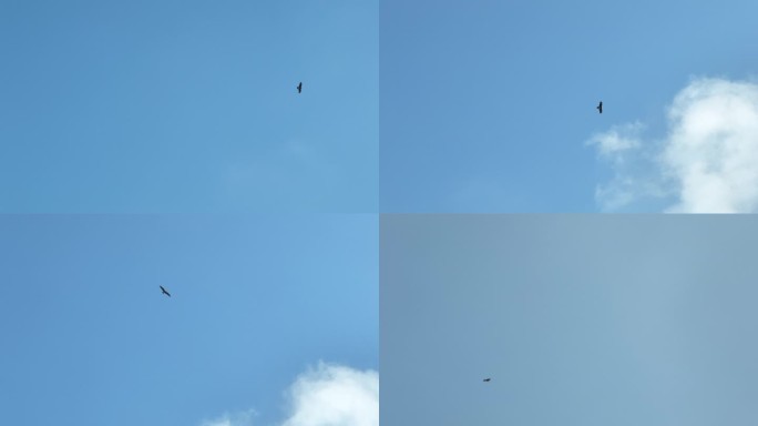 鸟儿在空中翱翔