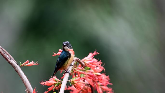 红胸啄花鸟侧面视频