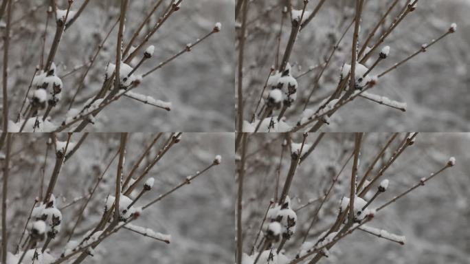 下雪  大雪  雪压树枝