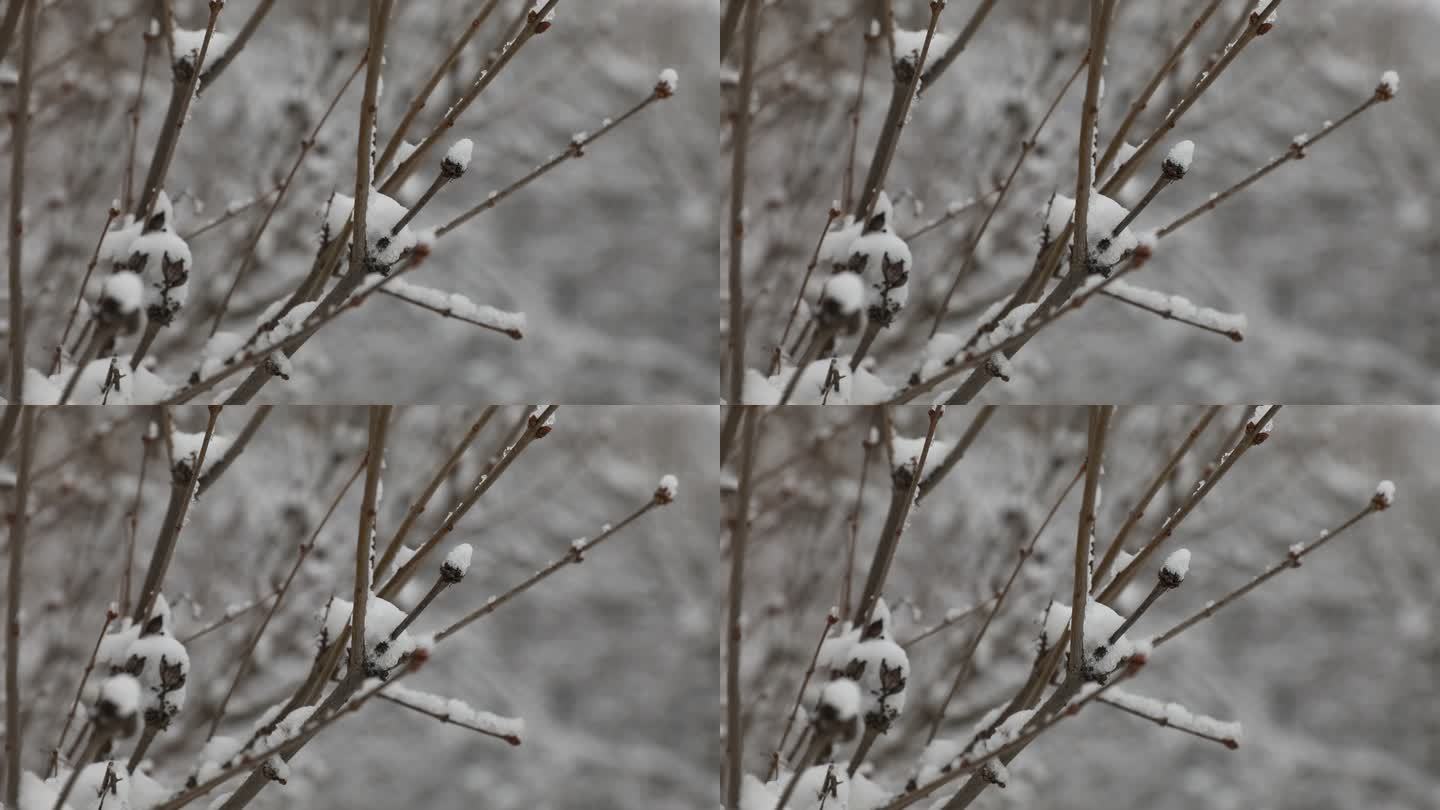 下雪  大雪  雪压树枝