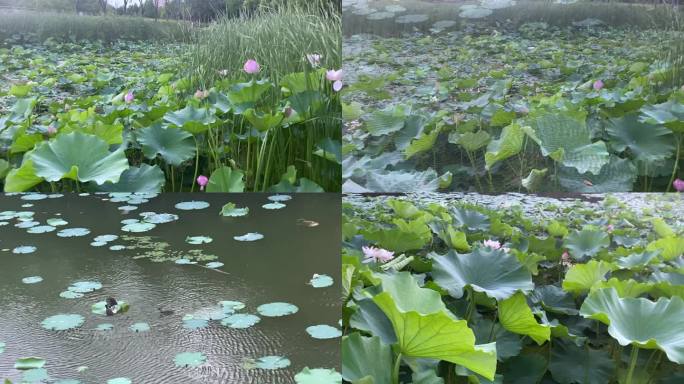 荷花池里的鸭子，超治愈