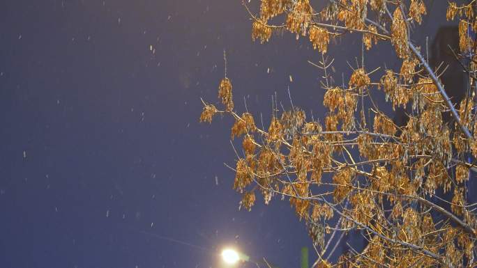 夜晚路灯雪花空镜头