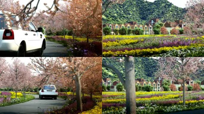 春天风景区村庄别墅院子农田樱花农家乐田野