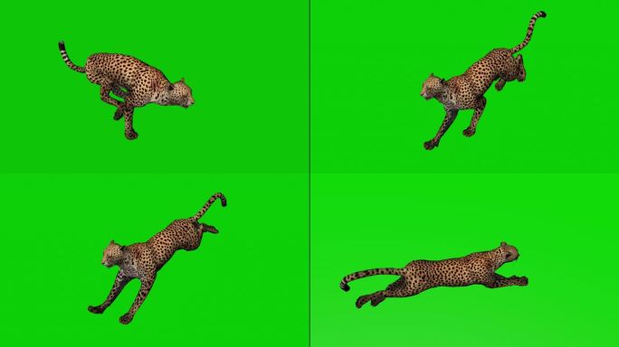 豹子猎豹奔跑动画绿幕免扣动物素材
