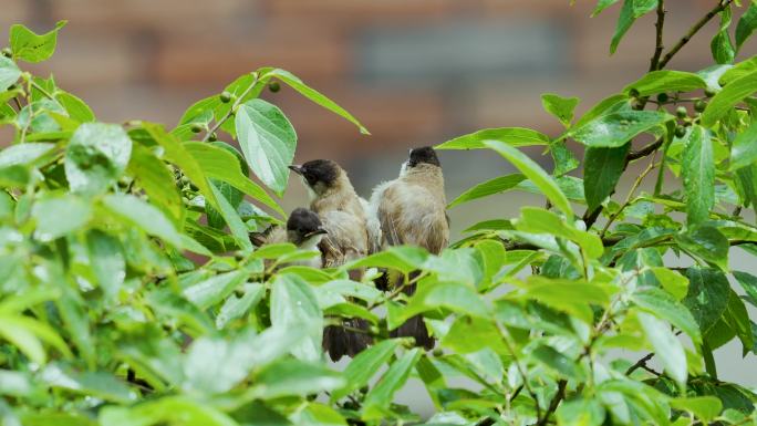 树梢上等着喂食的三只小鸟
