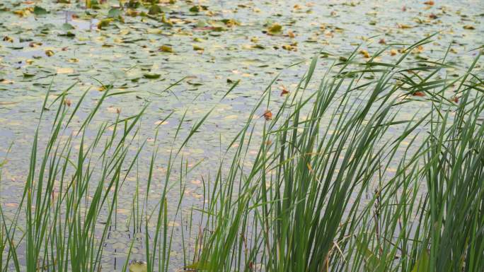 湖边水草风吹芦苇大河江河江边湖泊湖畔岸边