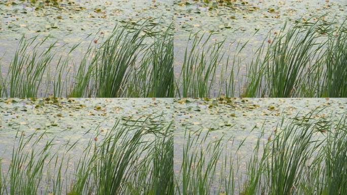 湖边水草风吹芦苇大河江河江边湖泊湖畔岸边