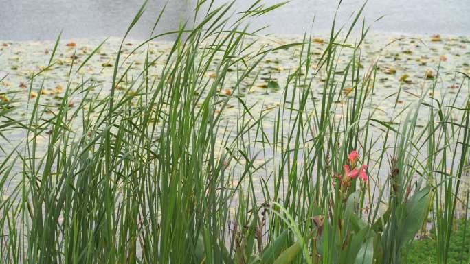 湖边水草风吹芦苇大河江河江边湖泊湖畔岸边