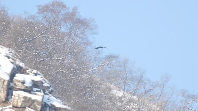 冬天大山深处雪天雪后飞鸟实拍