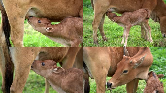 母牛和吃奶的小牛