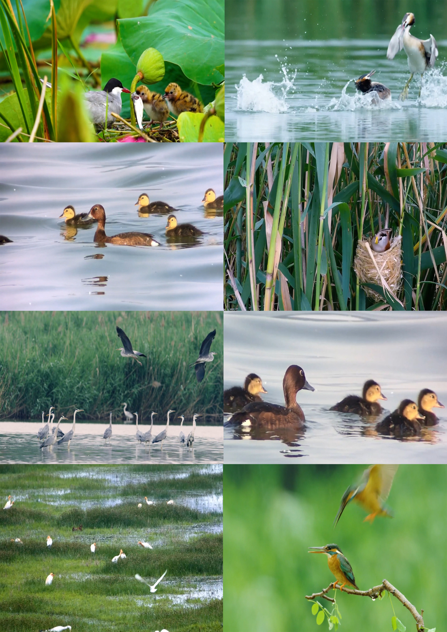 湿地  珍稀鸟类 潜鸭  戏水 喂食