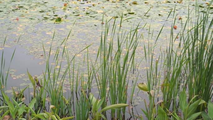 湖边水草风吹芦苇大河江河江边湖泊湖畔岸边