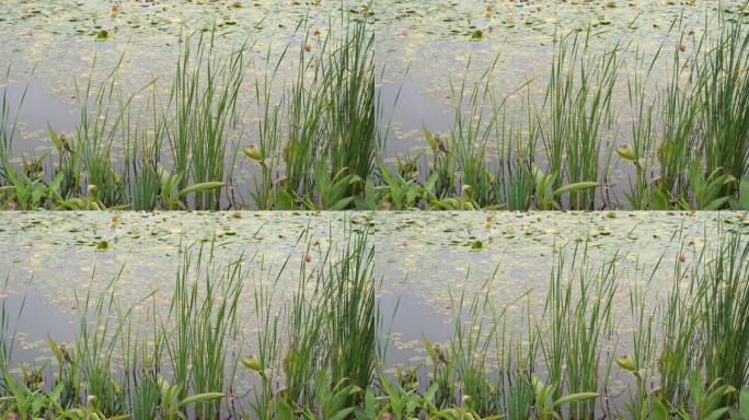 湖边水草风吹芦苇大河江河江边湖泊湖畔岸边