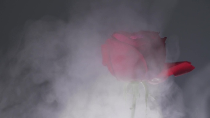 雾气中的红玫瑰