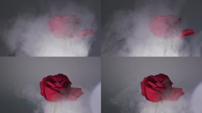 雾气中的红玫瑰