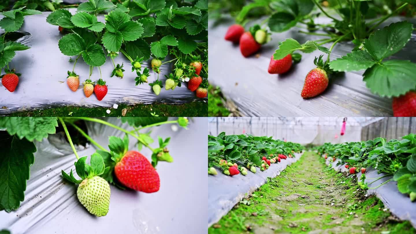 草莓园