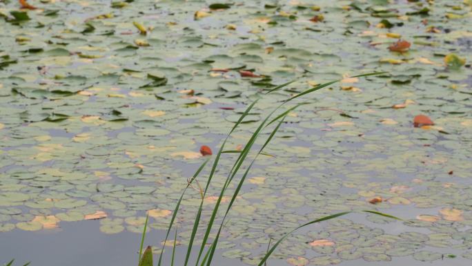 湖边水草风吹芦苇大河江河江边湖泊湖畔岸边