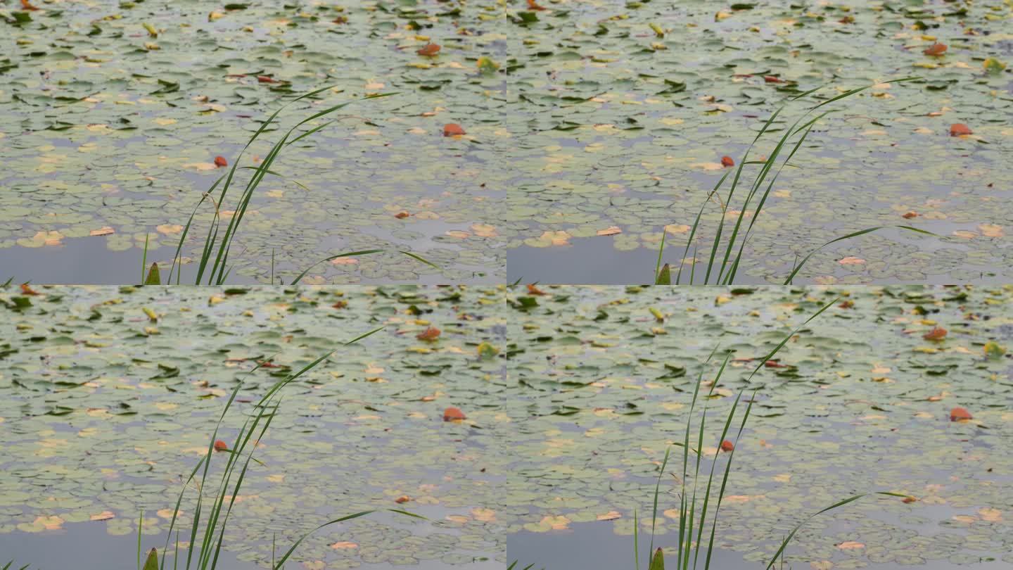 湖边水草风吹芦苇大河江河江边湖泊湖畔岸边