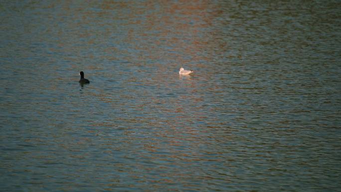日落时分湖面的一群海鸥