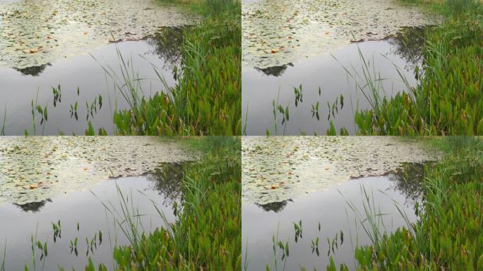 湖边水草风吹芦苇大河江河江边湖泊湖畔岸边