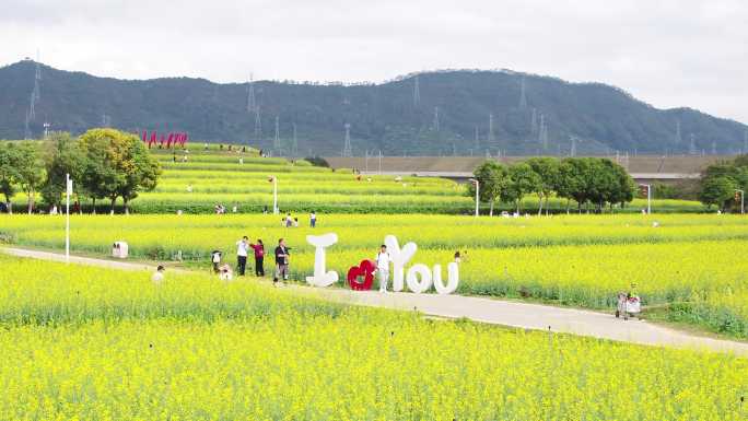 光明油菜花