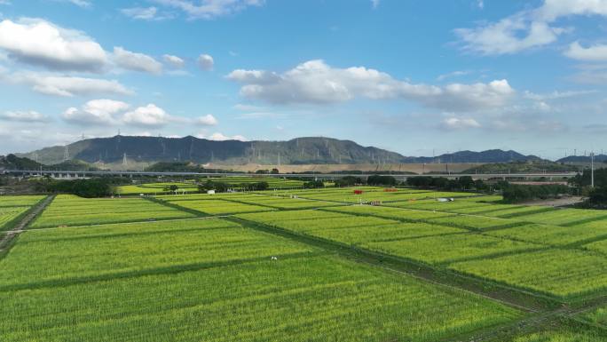 深圳光明小镇欢乐田园油菜花