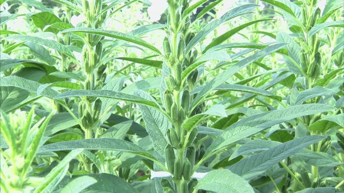 芝麻 花 叶 植株