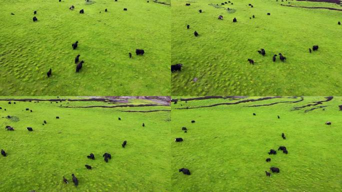 草原上的牦牛群（二）