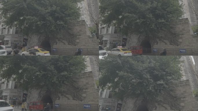 【4K-SLOG3】绵阳盐亭城市黄果树
