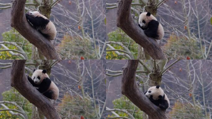 爬树小熊猫