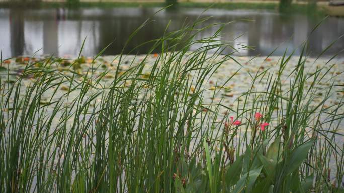 湖边水草风吹芦苇大河江河江边湖泊湖畔岸边