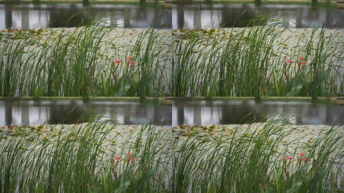 湖边水草风吹芦苇大河江河江边湖泊湖畔岸边