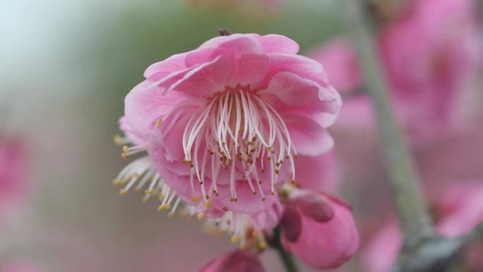 梅花树