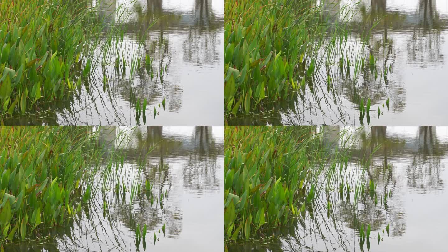 湖边水草风吹芦苇大河江河江边湖泊湖畔岸边