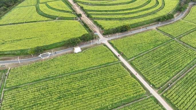 深圳光明小镇欢乐田园油菜花