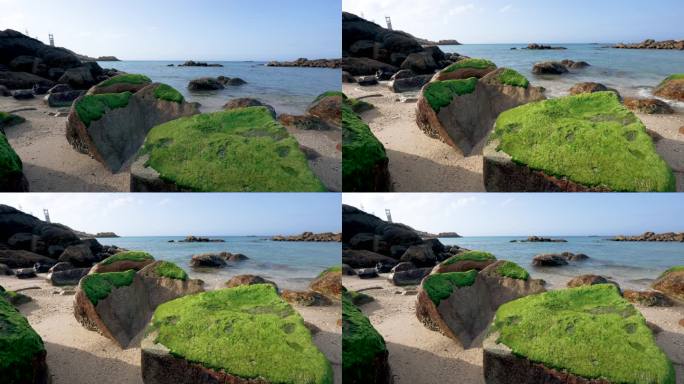 海岸礁石绿藻