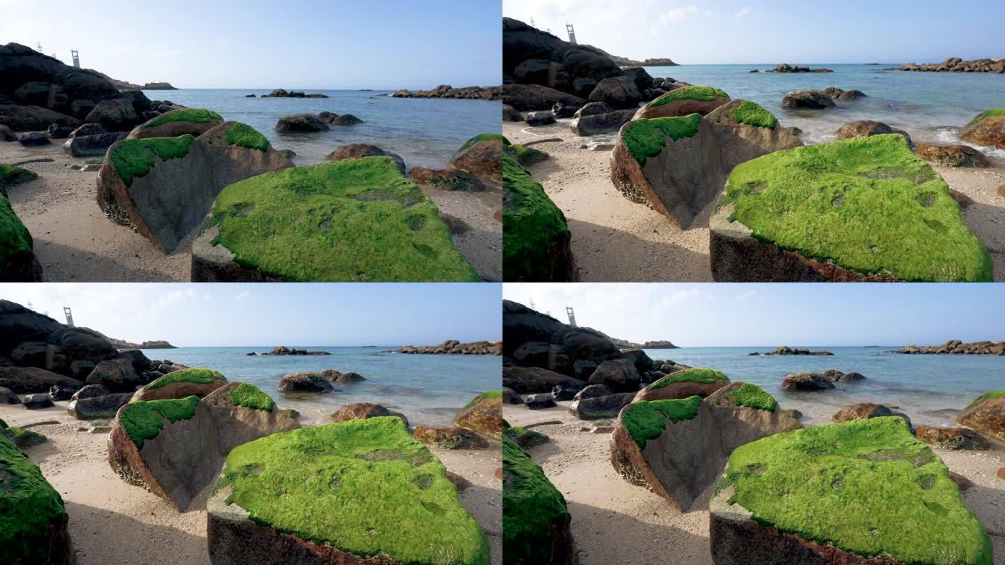 海岸礁石绿藻