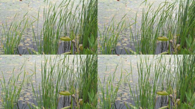 湖边水草风吹芦苇大河江河江边湖泊湖畔岸边