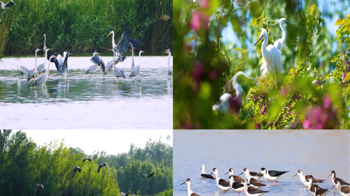 湿地 珍稀鸟类