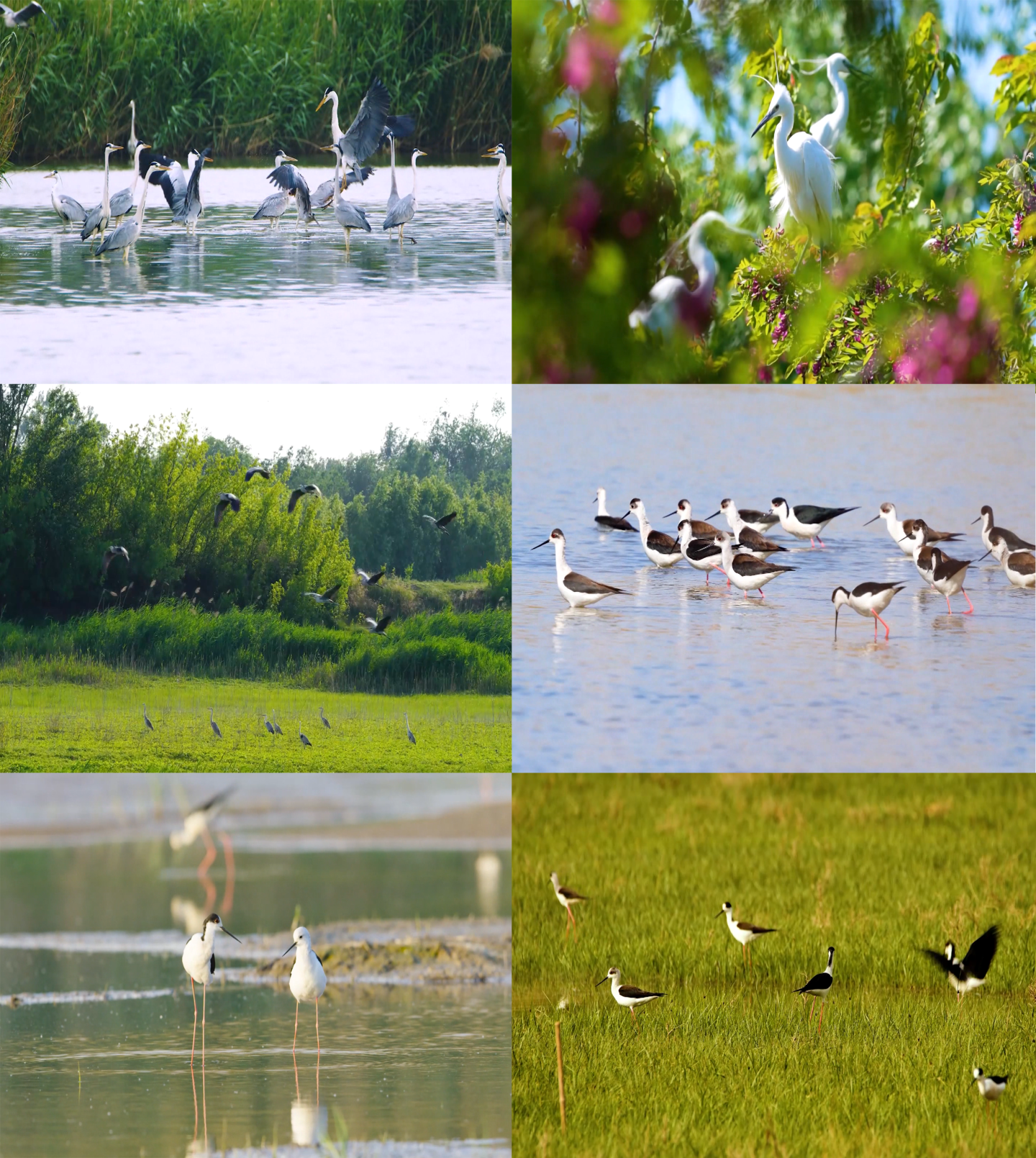 湿地 珍稀鸟类