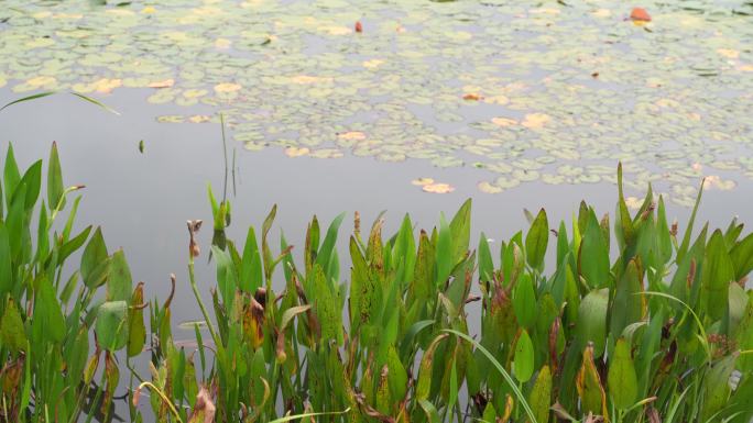 湖边水草风吹芦苇大河江河江边湖泊湖畔岸边