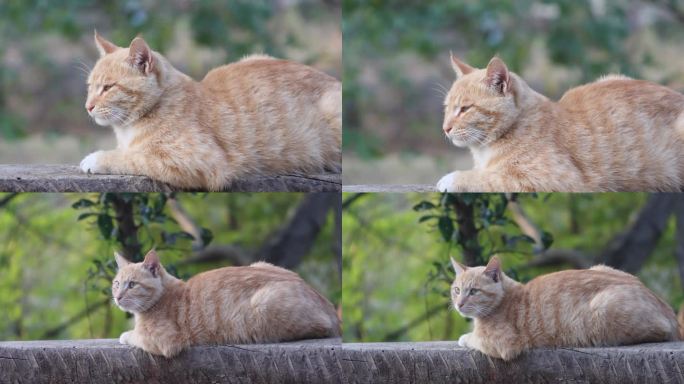 中华田园猫 猫咪打盹 土猫 狸花猫