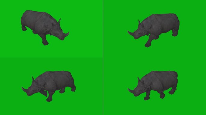 犀牛走路散步绿幕素材野生动物视频