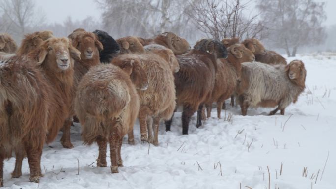新疆阿勒泰哈巴河牧民放羊